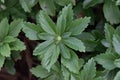 Japanese Pachysandra terminalis, leaf wreath Royalty Free Stock Photo